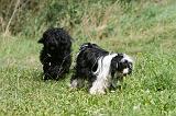 TERRIER DU TIBET 246